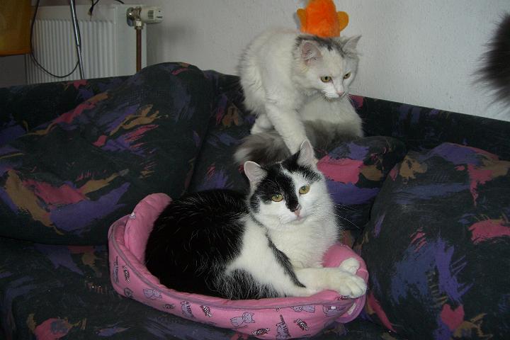 CIMG6452.JPG - Tommy hat auch einen neuen Platz gefunden