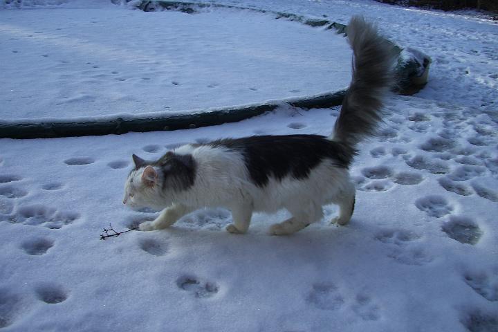 CIMG6727.JPG - Unser Eistiger ist auch untewegs