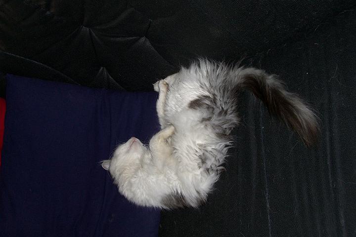 CIMG1925.JPG - Katzenyoga