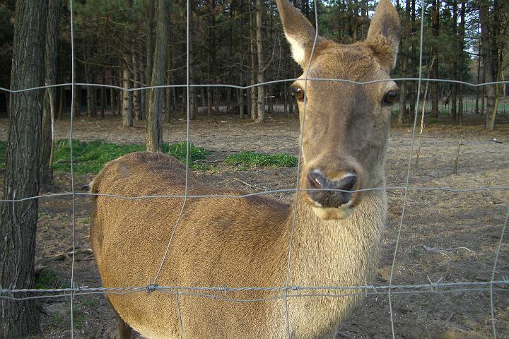 CIMG7807.JPG - Gaaaaaaaaanz groe Rehe haben wir auch gesehen, leider waren die hinter einem Zaun