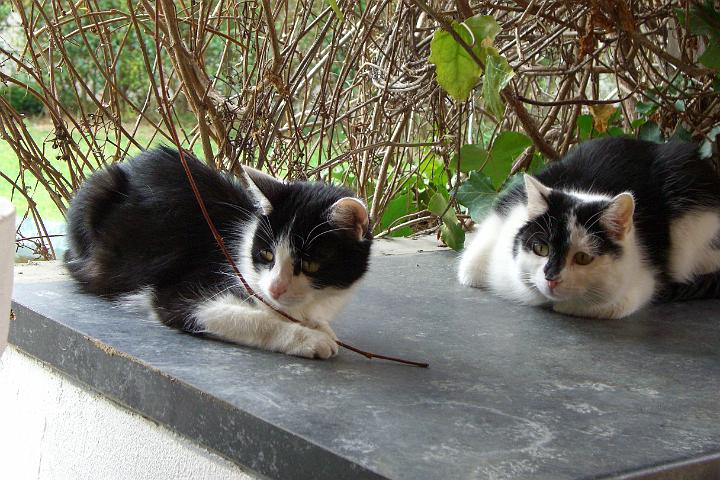 CIMG7981.JPG - Bonny und Tom auf ihrem Aussichtsplatz im Garten
