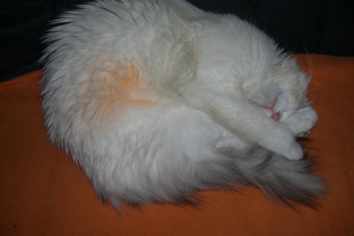 CIMG8053.JPG - Die Ringelkatze