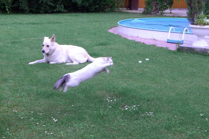 CIMG0616.JPG - Ui, Sindy fliegt einem Schmetterling nach