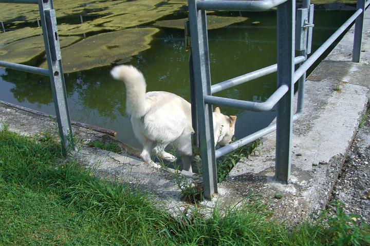 CIMG0636.JPG - Tja, dieses Wasser ist auch grn, aber viel mehr und khler