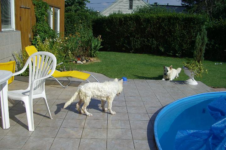 CIMG0821.JPG - Vor lauter Begeistrung ist sie gleich mal in unser Pool schwimmen gegangen