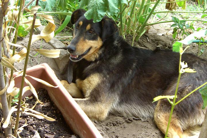 CIMG8539.JPG - Lucky sucht Abk�hlung im Schatten