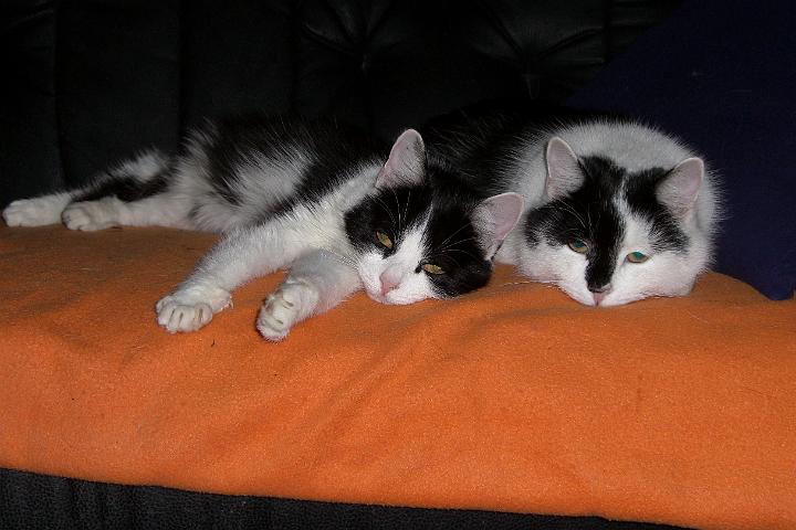 CIMG2447.JPG - Bonny und Tom haben es sich am Sofa gemtlich gemacht