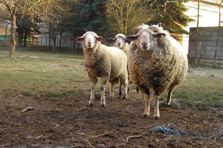 CIMG2601.JPG - Und die Schafe waren fasziniert von Boy...