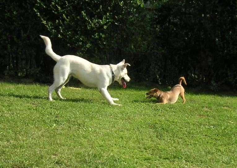 PICT2376.JPG - Auch mit kleinen Hunden kommt er bestens zurecht